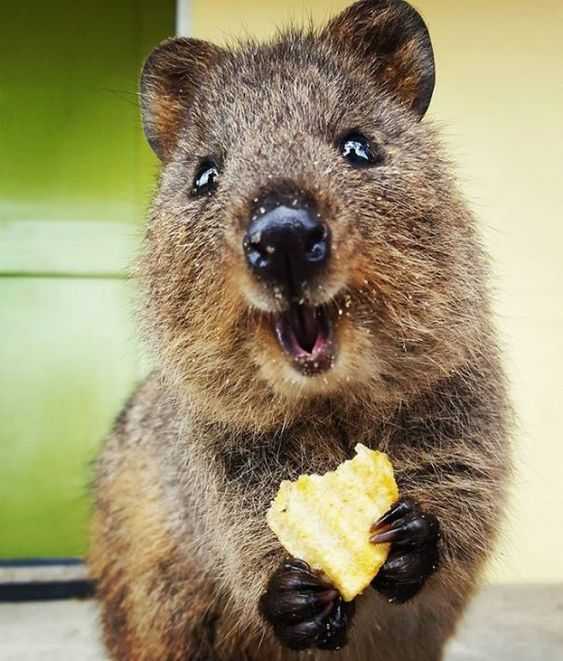 Funny Quokka Cheese