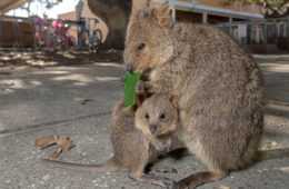 Funny Quokka Eating Leaf