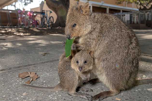 Funny Quokka Eating Leaf