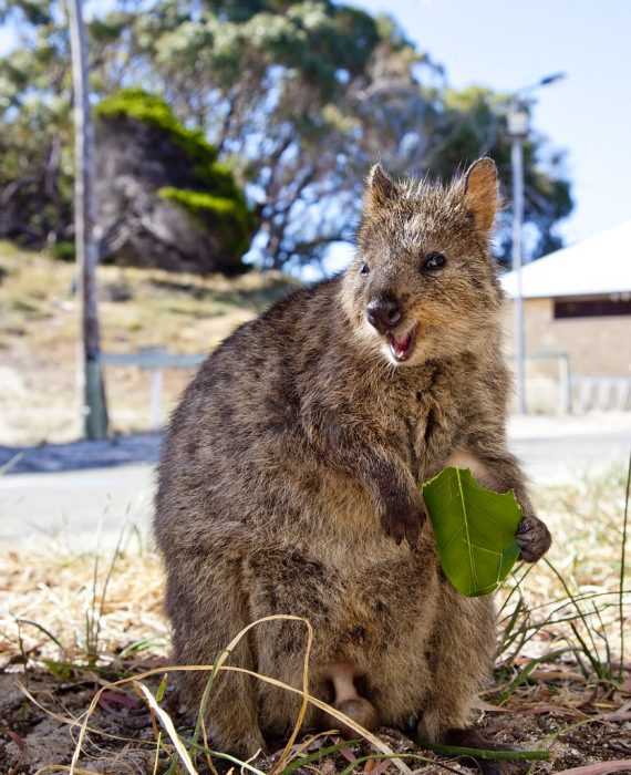 Funny Quokka Leaf Stand
