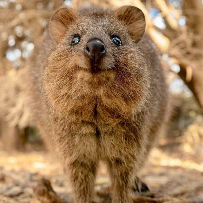 Funny Quokka Smile Sweet