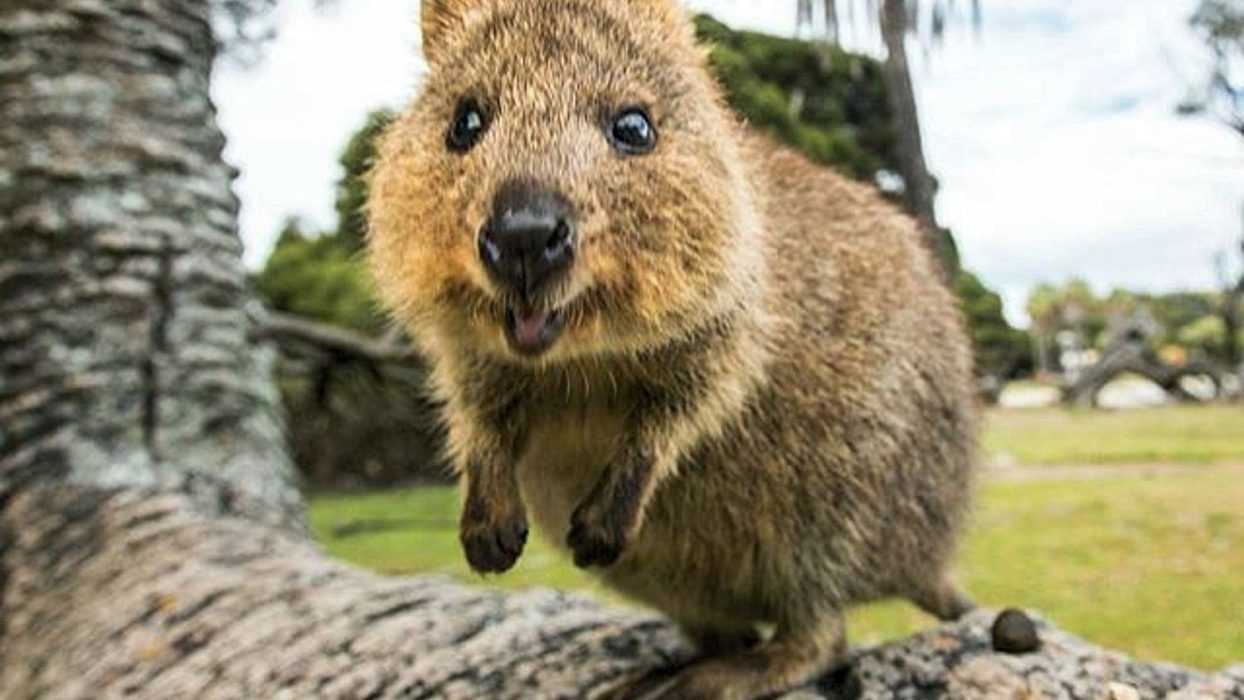Funny Quokka Tree