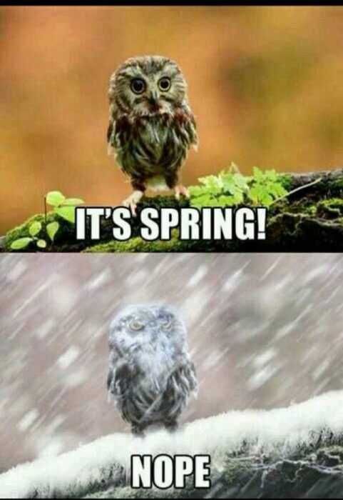Funny Spring Nope