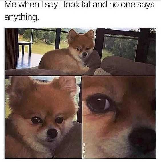 Funny When Fat