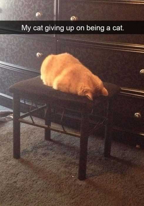 Funny Cat Giving Up