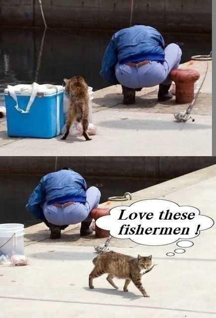 Funny Cats Humans Fish