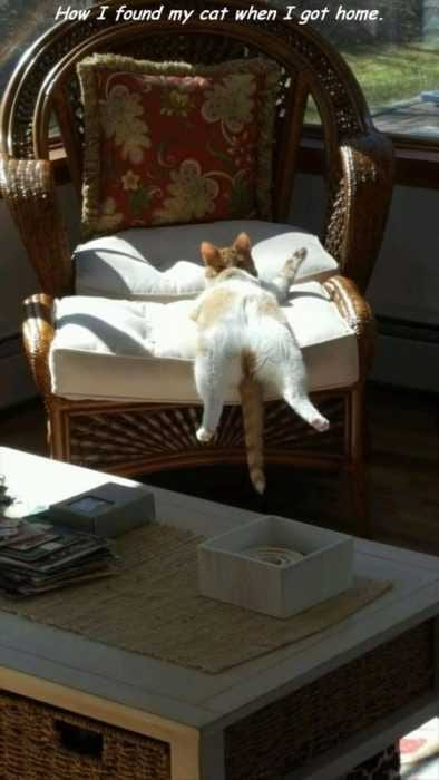 Funny Found Cat