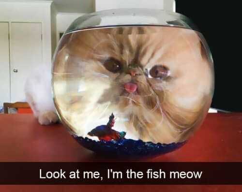 Funny Im The Fish