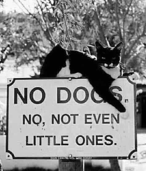 Funny No Dogs