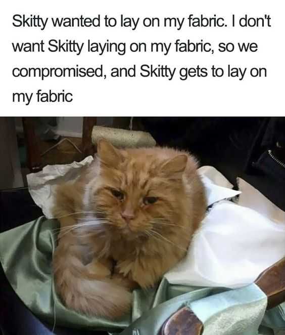 Funny Skitty