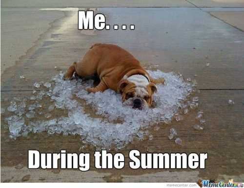 Funny Summer Ice