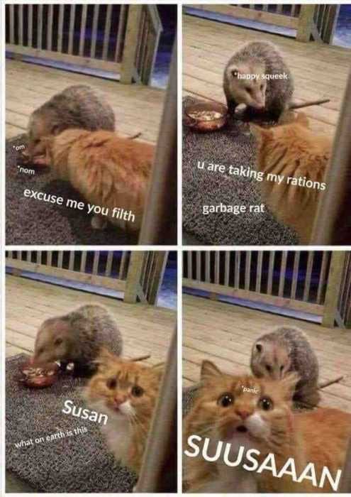 Funny Susan Rats
