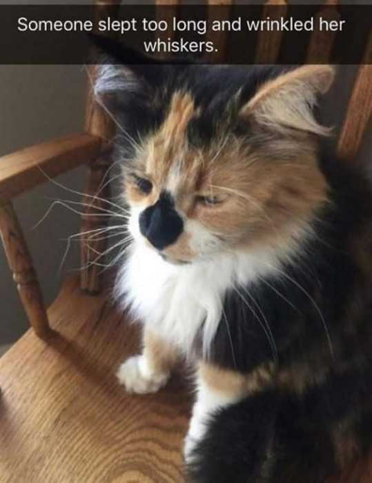 Funny Wrinkled Whiskers