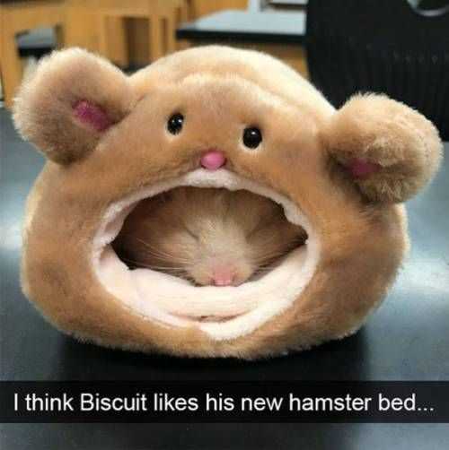 Aniimal Hamster Food