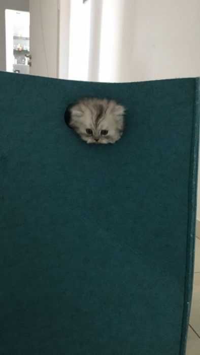 Animal Board Cat