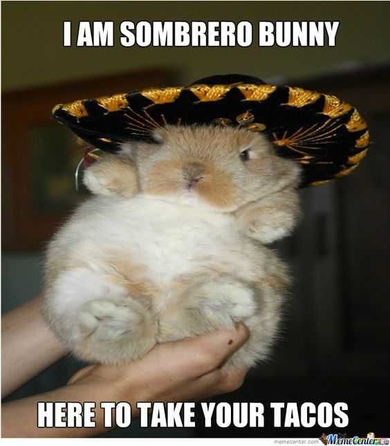 Animal Bunny Sombrero