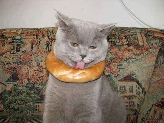 Animal Cat Pretzel