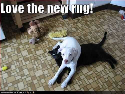 Animal Cat Rug