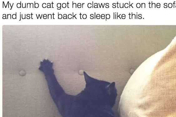 Animal Cat Sofa