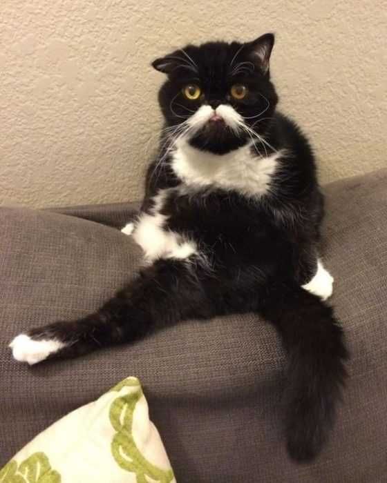 Animal Cat Stuck