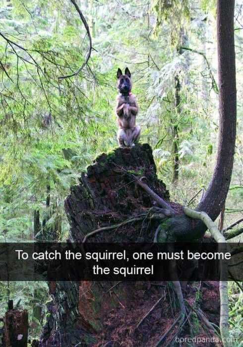 Animal Catch Become