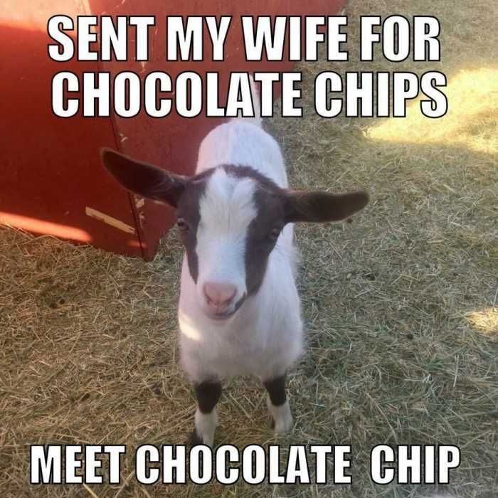 Animal Chocolate Chip