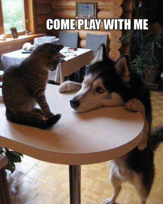 Animal Come Play