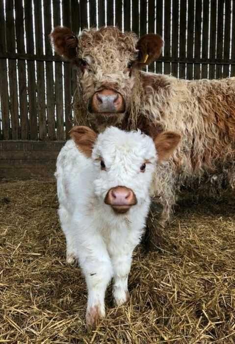 Animal Cow Funny