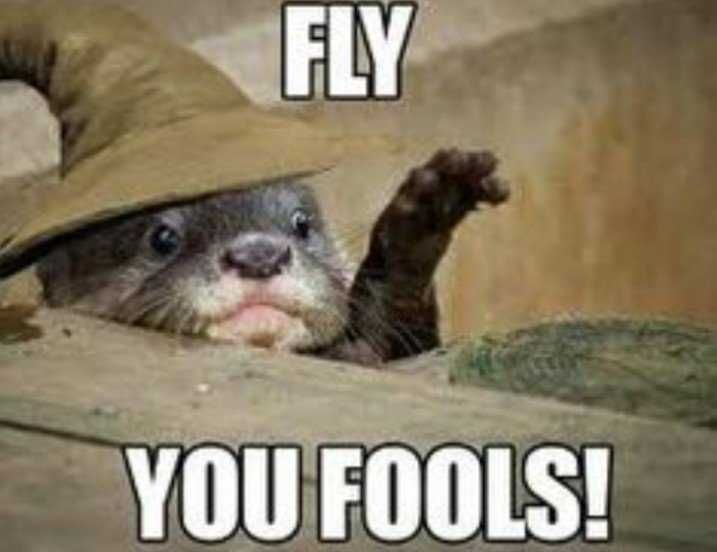 Animal Fly