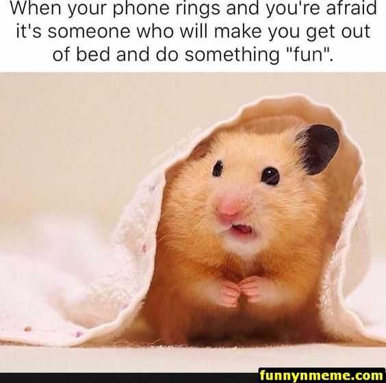Animal Hamster Bed