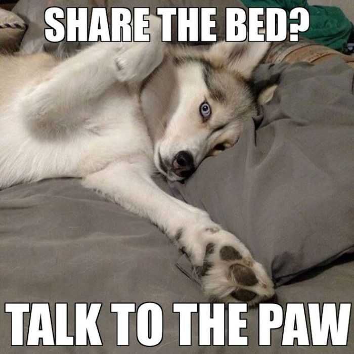 Animal Husky Paw