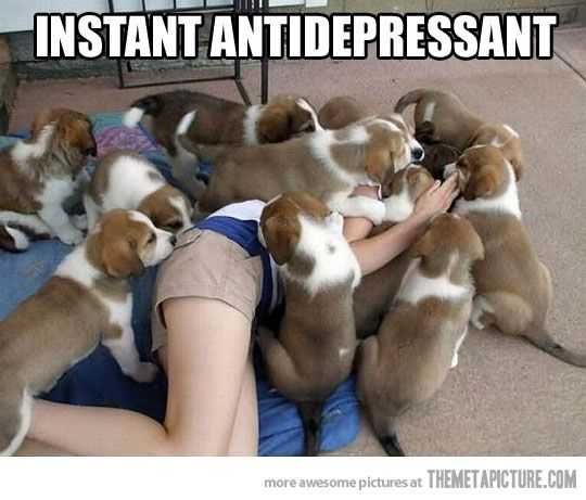 Animal Instant Anti