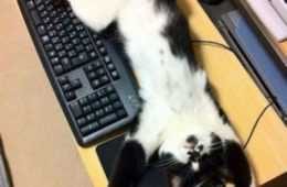Animal Kitty Ok