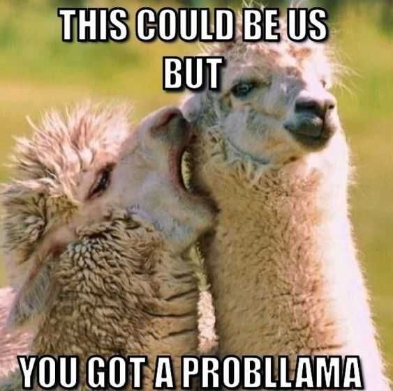 Animal Llama Problem