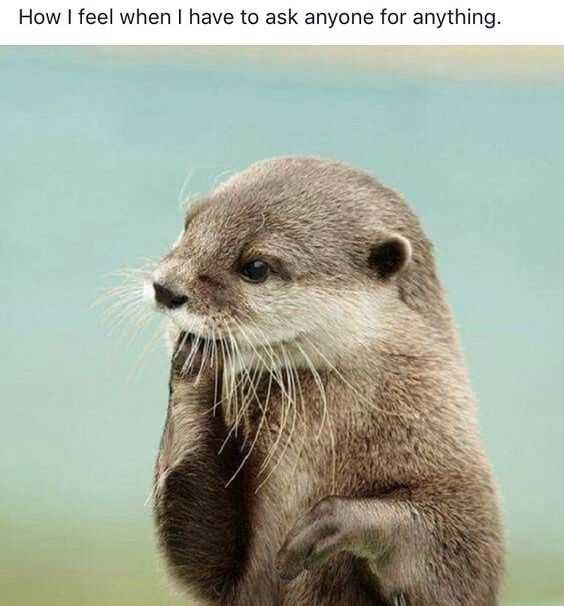 Animal Otter Feel