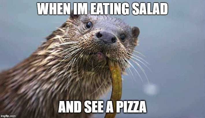 Animal Otter Pizza