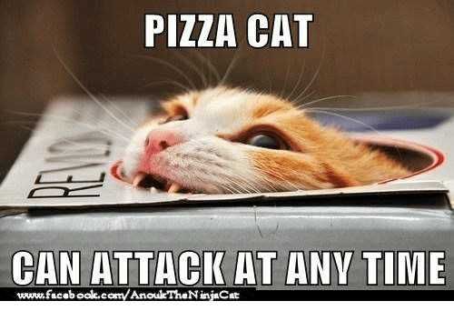 Animal Pizza Cat
