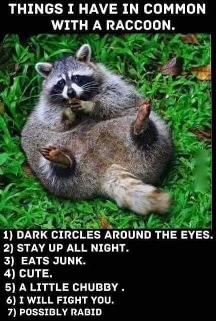 Animal Racoon Common