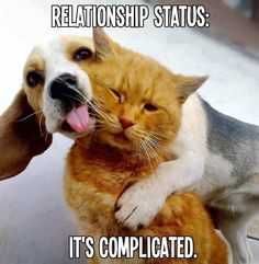 Animal Relationship Status