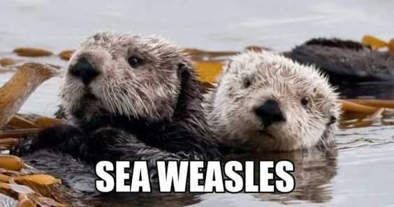 Animal Sea Weasels