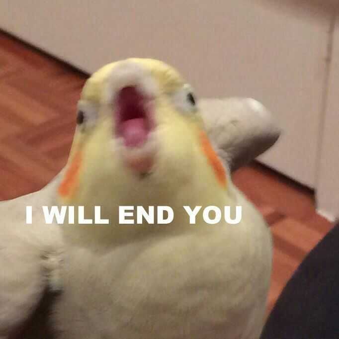 Funny Bird Meme End