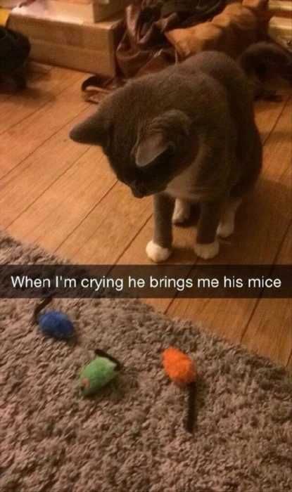 Funny Brings Mice