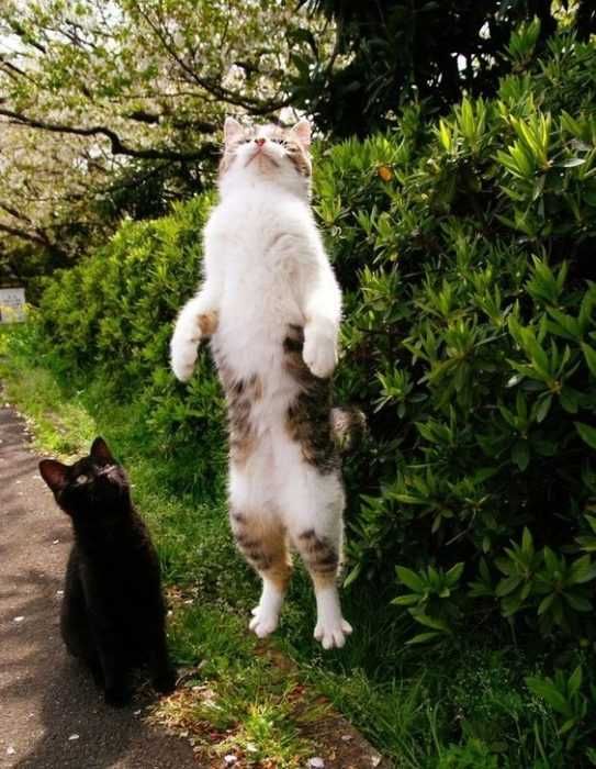 Funny Broke Cat