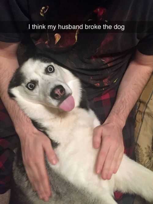 Funny Broke My Dog