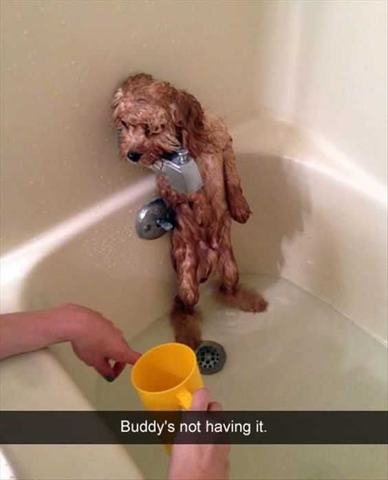 Funny Buddy Bath
