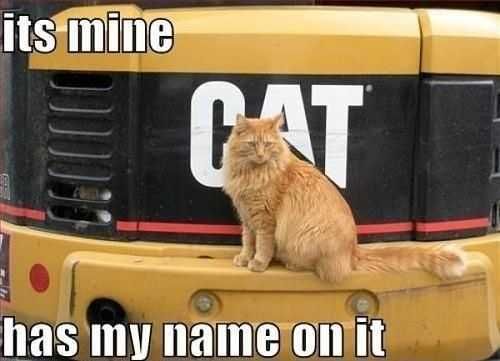 Funny Cat Name On It