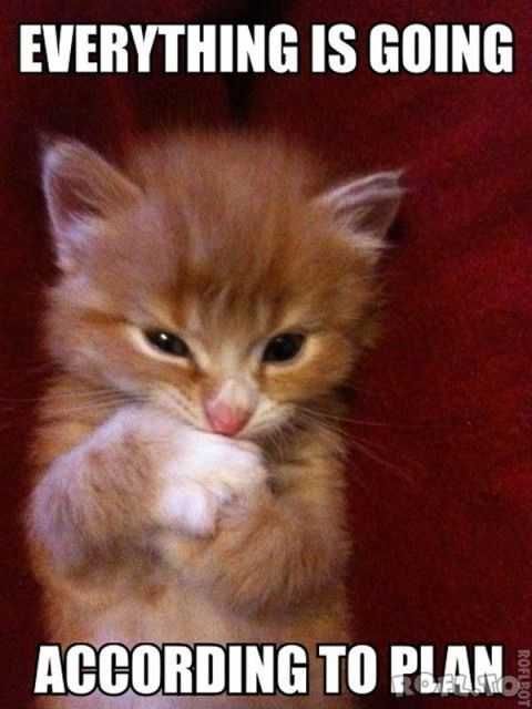 Funny Cat Purrfect