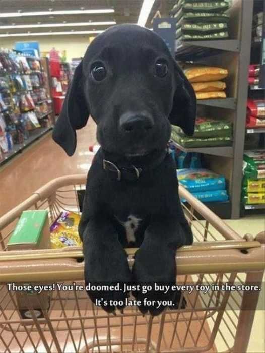 Funny Dog Cart
