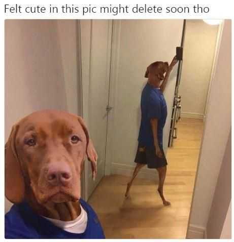 Funny Felt Cute Delete