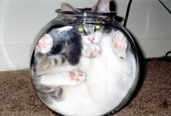 Funny Hanging